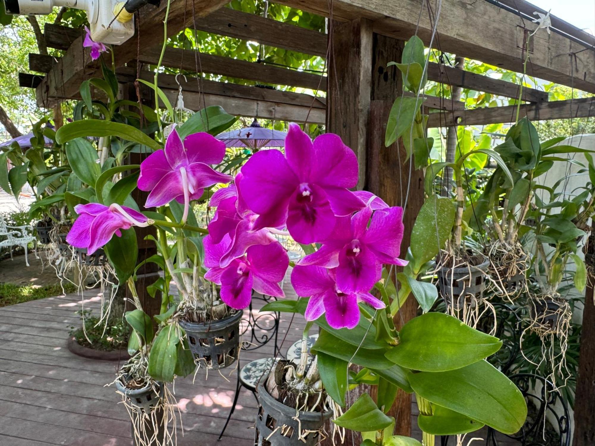 Chiang Mai Las Orquideas Resort Εξωτερικό φωτογραφία