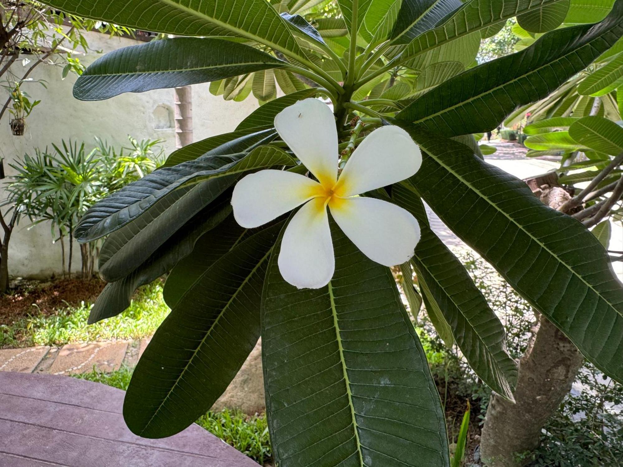 Chiang Mai Las Orquideas Resort Εξωτερικό φωτογραφία