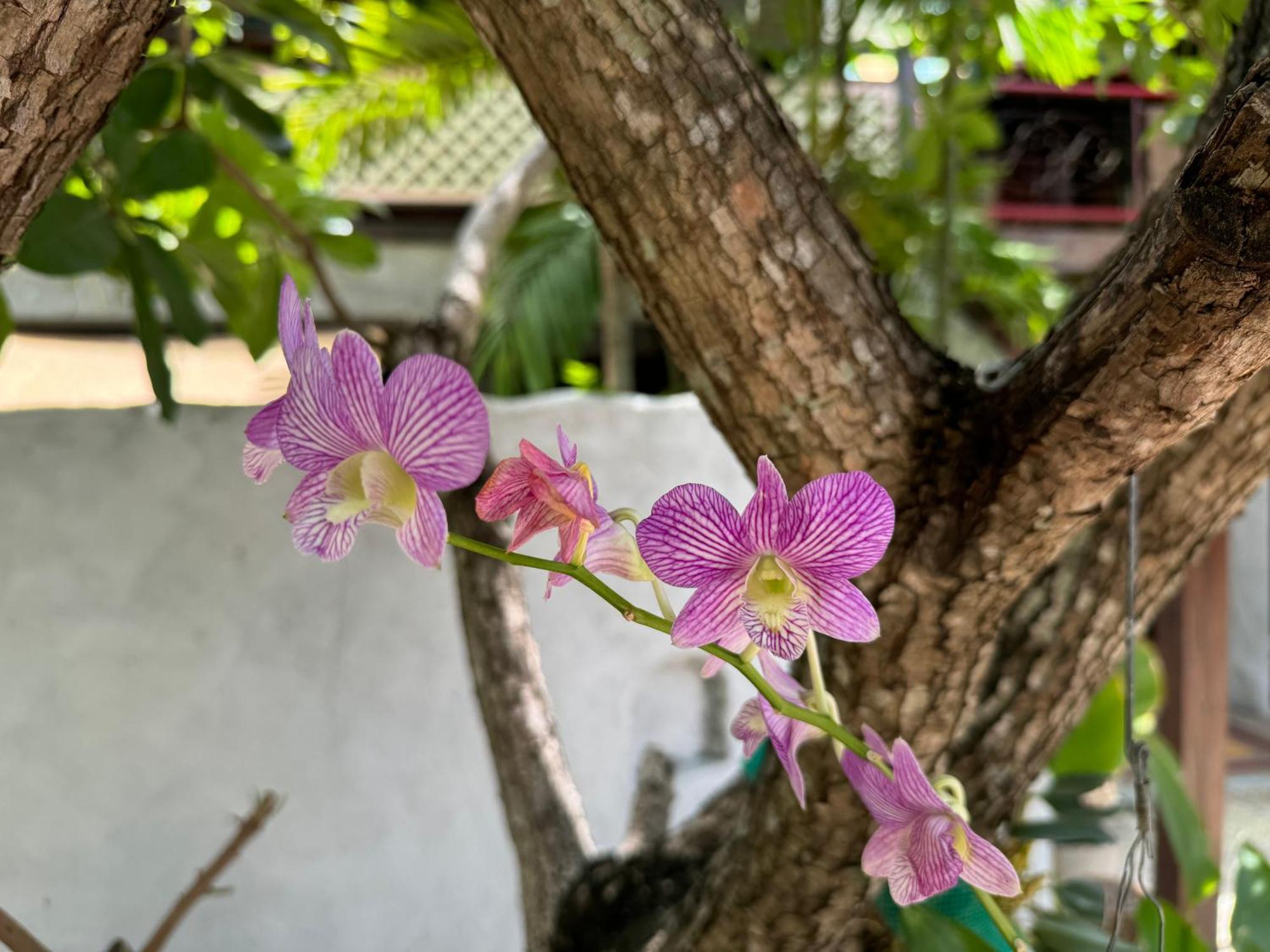Chiang Mai Las Orquideas Resort Εξωτερικό φωτογραφία