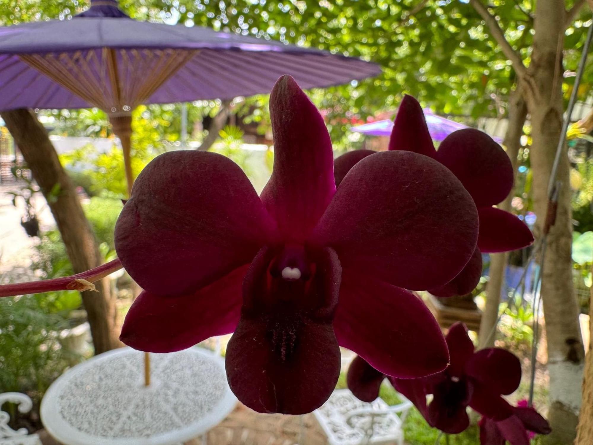 Chiang Mai Las Orquideas Resort Εξωτερικό φωτογραφία